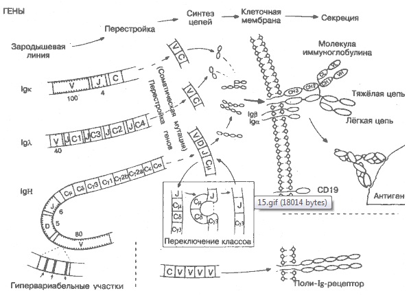 СИНТЕЗ И МНОГООБРАЗИЕ АНТИТЕЛ 
